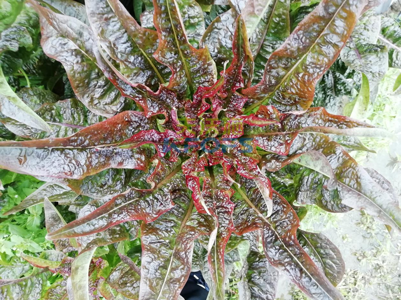 萵筍如何追肥？羅大哥說沃葉真不錯！