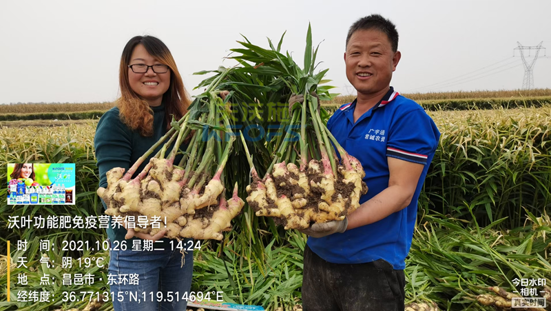 種大姜用什么肥料好？姜農(nóng)區(qū)都愛(ài)用沃葉！