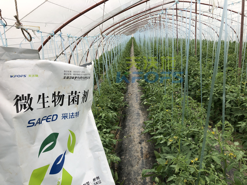蔬菜施什么肥長得又快又好？張老板說采法特！