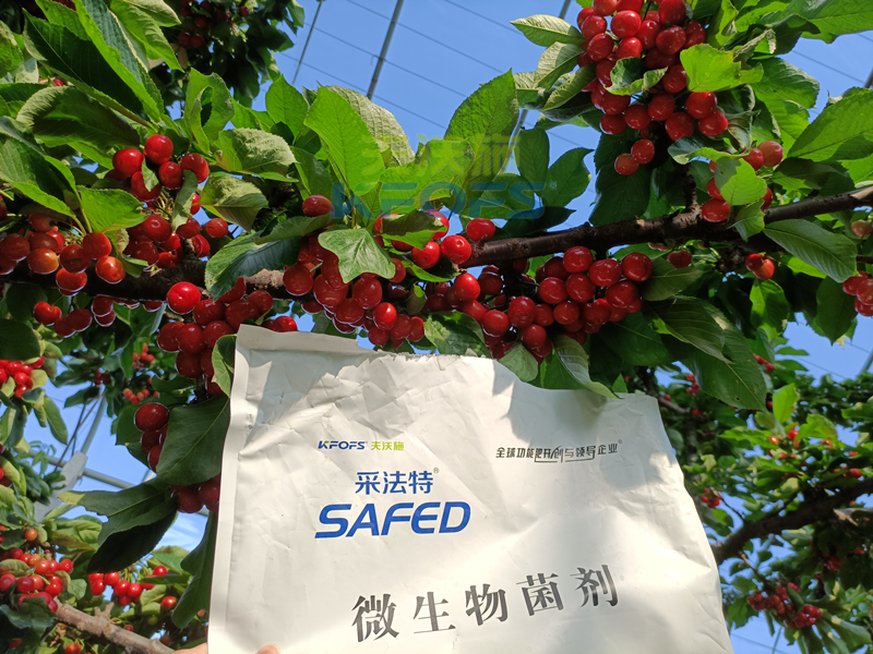 櫻桃采摘后施什么肥料好？王總案例！