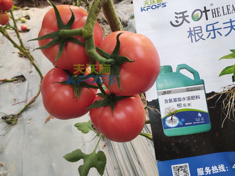 夫沃施水溶肥怎么樣？馮總告訴你答案