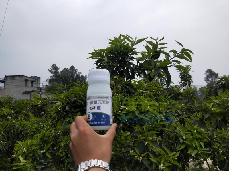 柑橘硼肥什么時候用比較好？