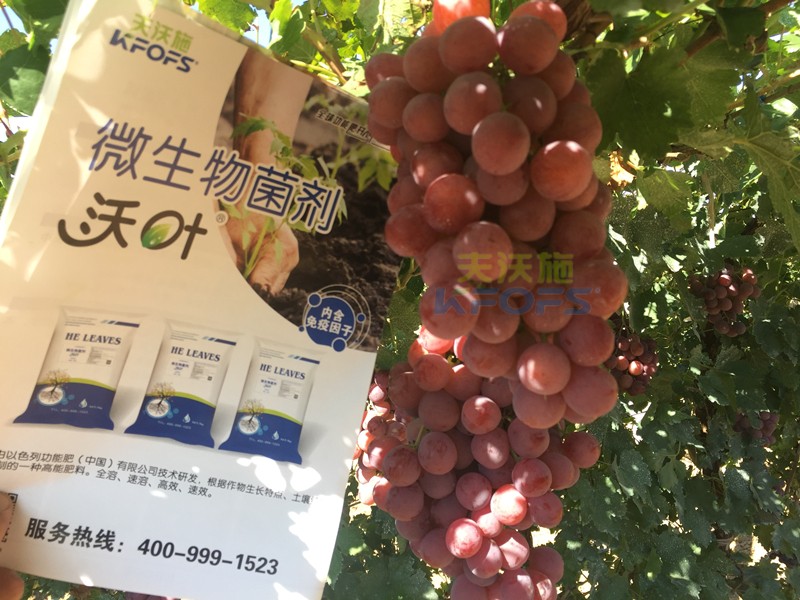 葡萄萌芽期施肥技術(shù)，很有必要一看！