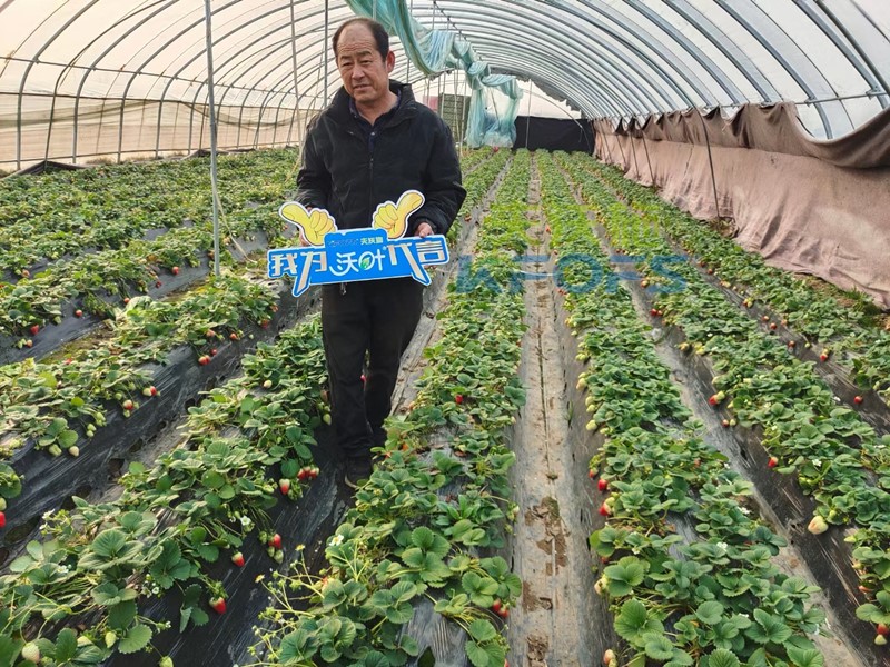 水溶肥廠家科普：草莓結(jié)果期死苗嚴(yán)重怎么辦？