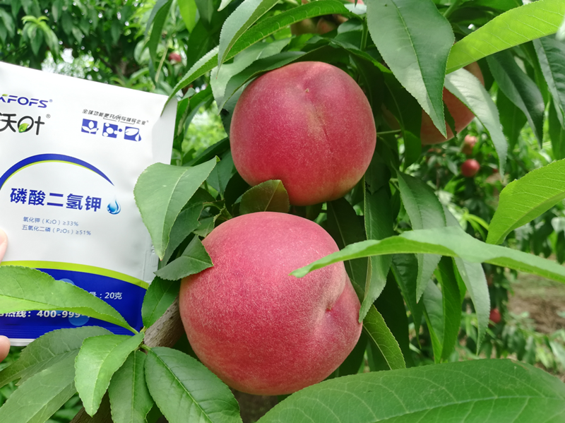 桃樹(shù)施什么肥料好？李大哥對(duì)比案例！