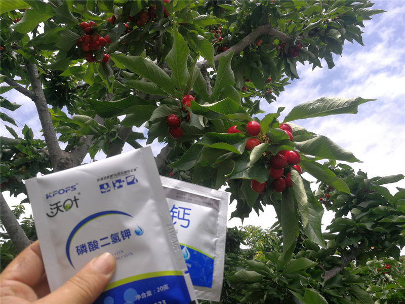櫻桃種植管理過(guò)程中，?；ū９宕蠹夹g(shù)要點(diǎn)