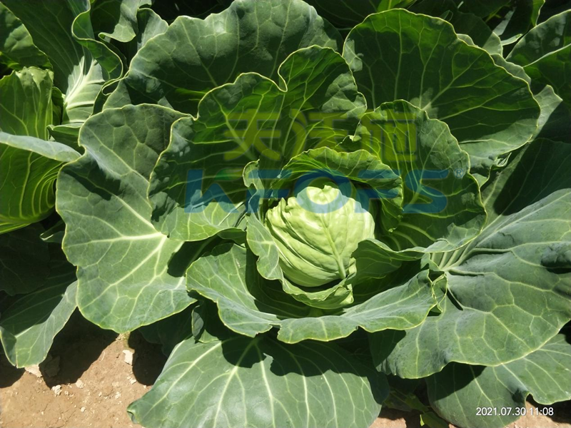 葉菜類(lèi)蔬菜用什么肥料比較好?記住這兩類(lèi)!