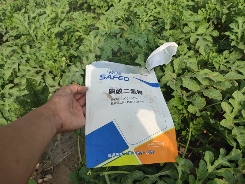 西瓜結果期能用水溶肥嗎?