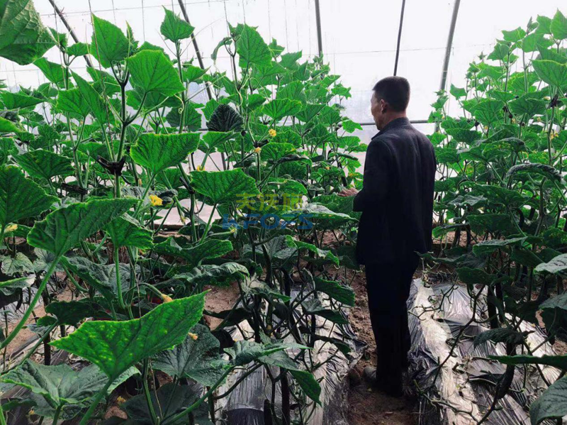 黃腐酸鉀怎么用？王老師為您解答