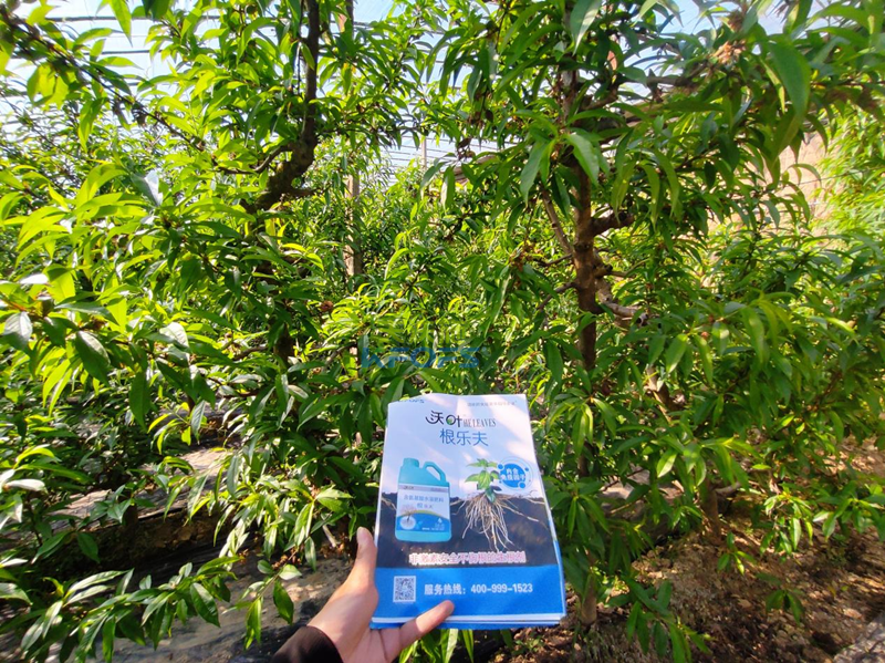 水溶肥怎么選？張總來給你支招