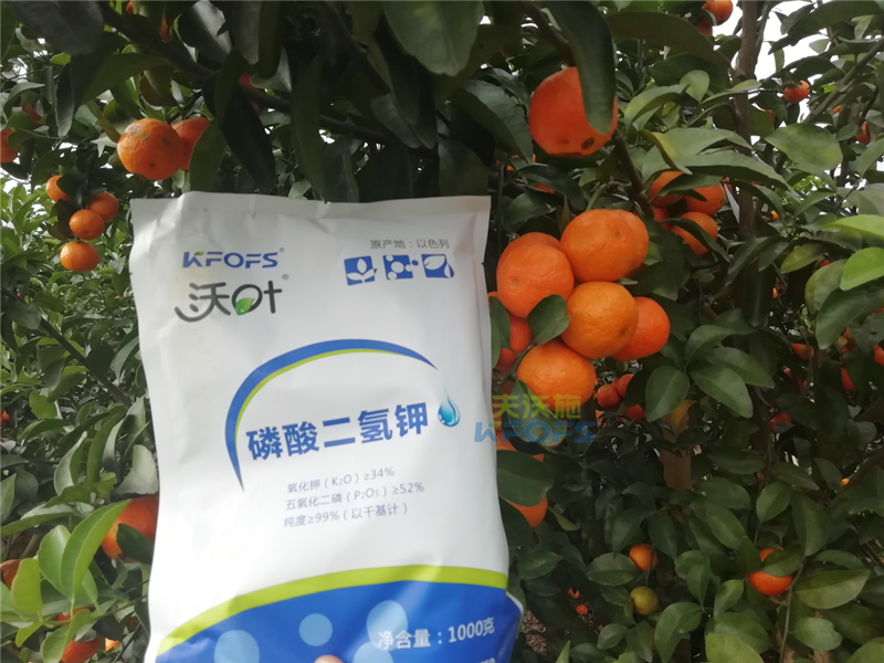 磷酸二氫鉀施用事半功倍，果樹補鉀應怎么選？