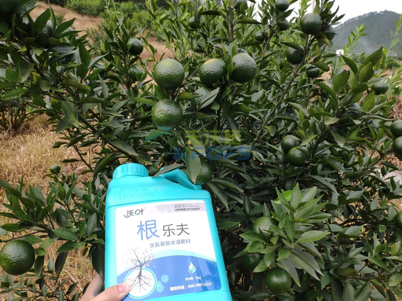 生根肥什么時候施好，正確的用肥方法來了！