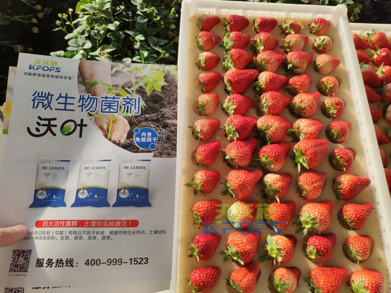 果實(shí)膨大期施肥訣竅，看完果斷收藏！