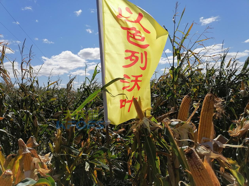 玉米追肥用什么肥料好？這款都說(shuō)好！