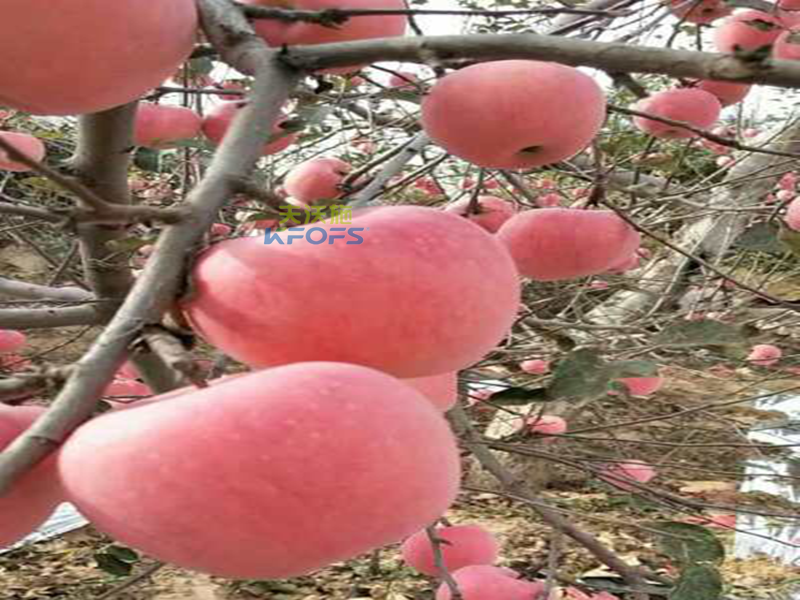 生物菌肥哪種好？