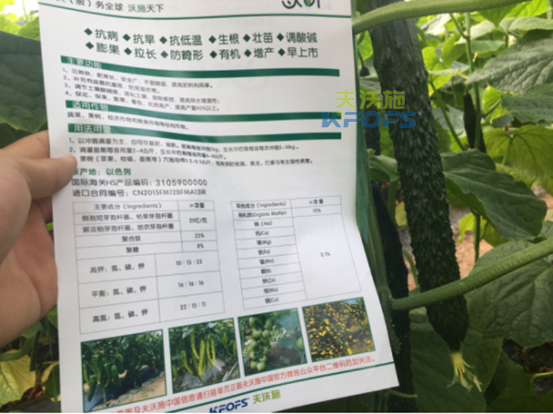 黃瓜沖施肥如何使用效果更好？