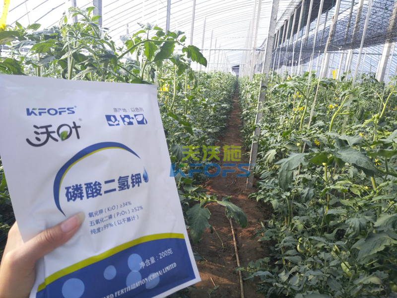番茄葉面肥的使用技巧！