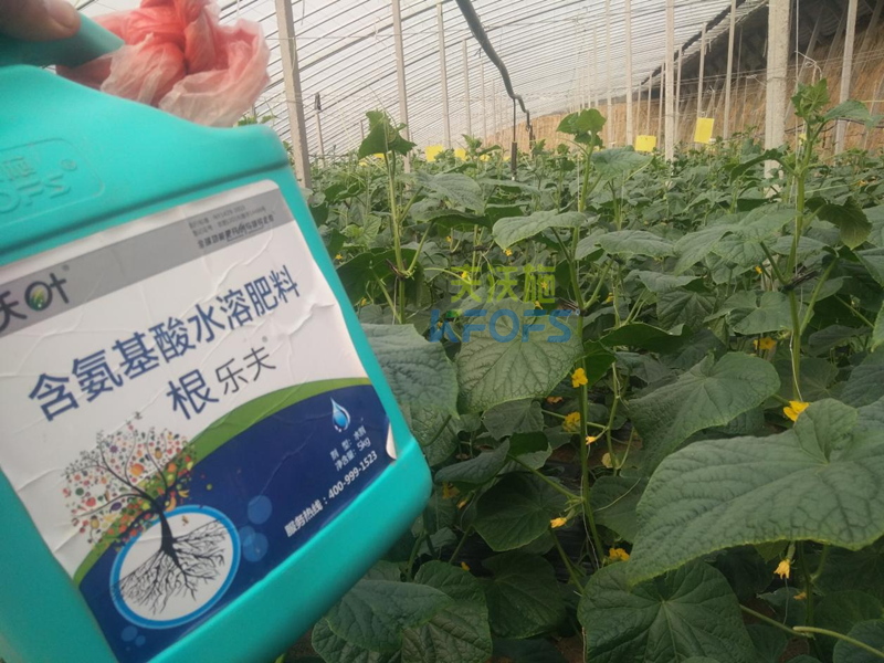 水溶肥調(diào)理黃瓜黃頭，夫沃施有一招！