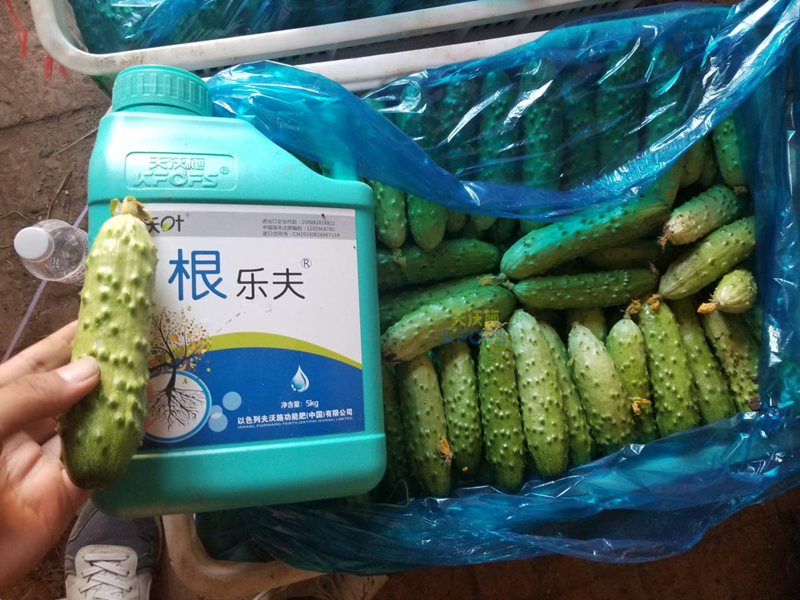 根系、土壤問(wèn)題如何解決？