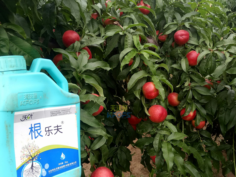 果樹生根劑用什么好？