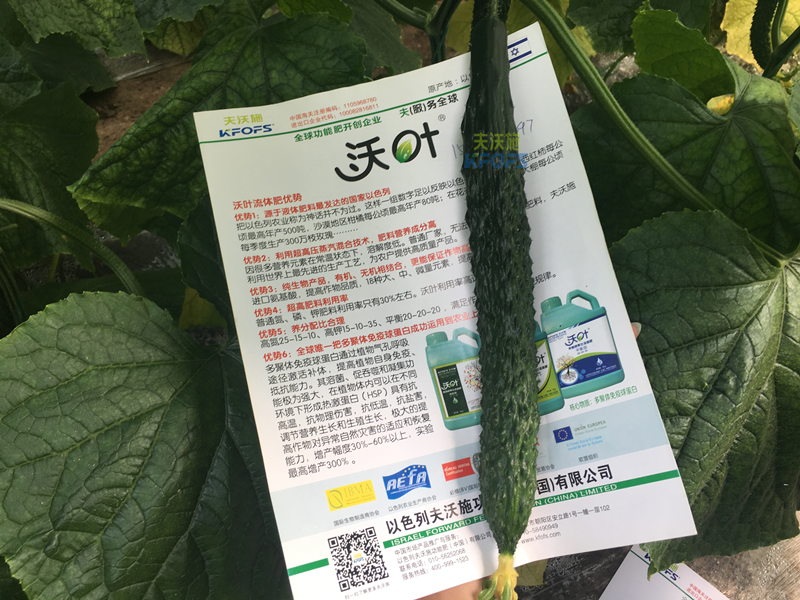 黃瓜的施肥時間及方法？
