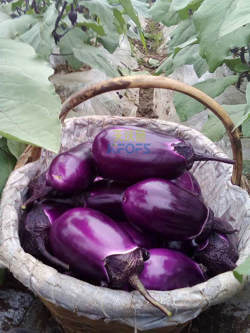 茄子用什么肥料好？