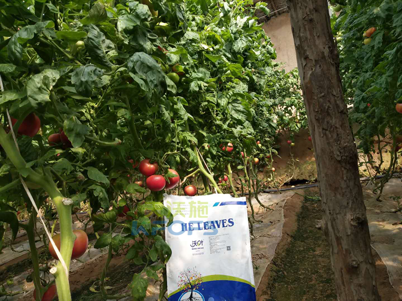 生物菌肥哪家好？