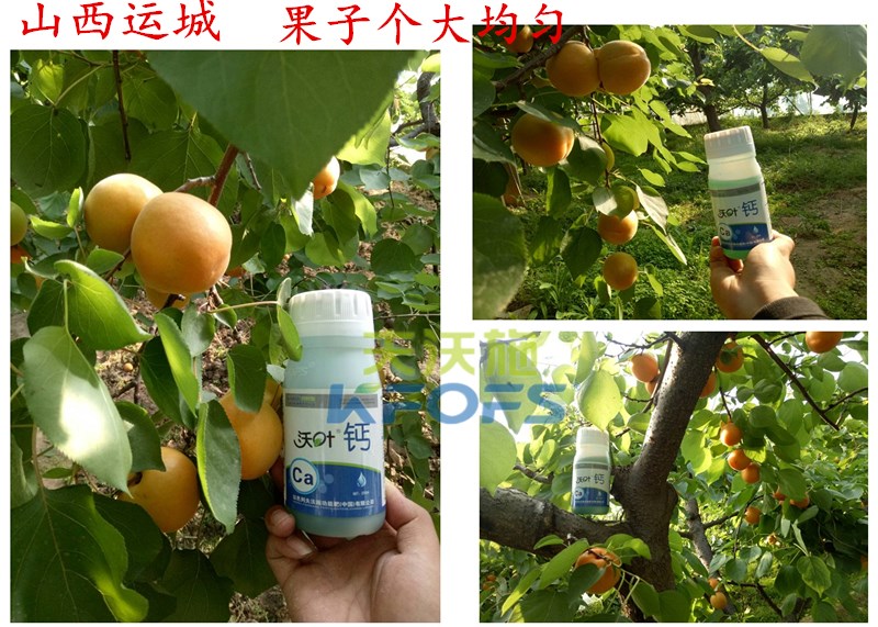 螯合鈣的用途！