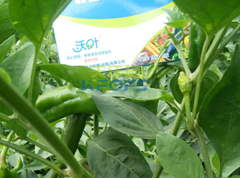 葉面肥噴施有哪些注意事項(xiàng)？1.png
