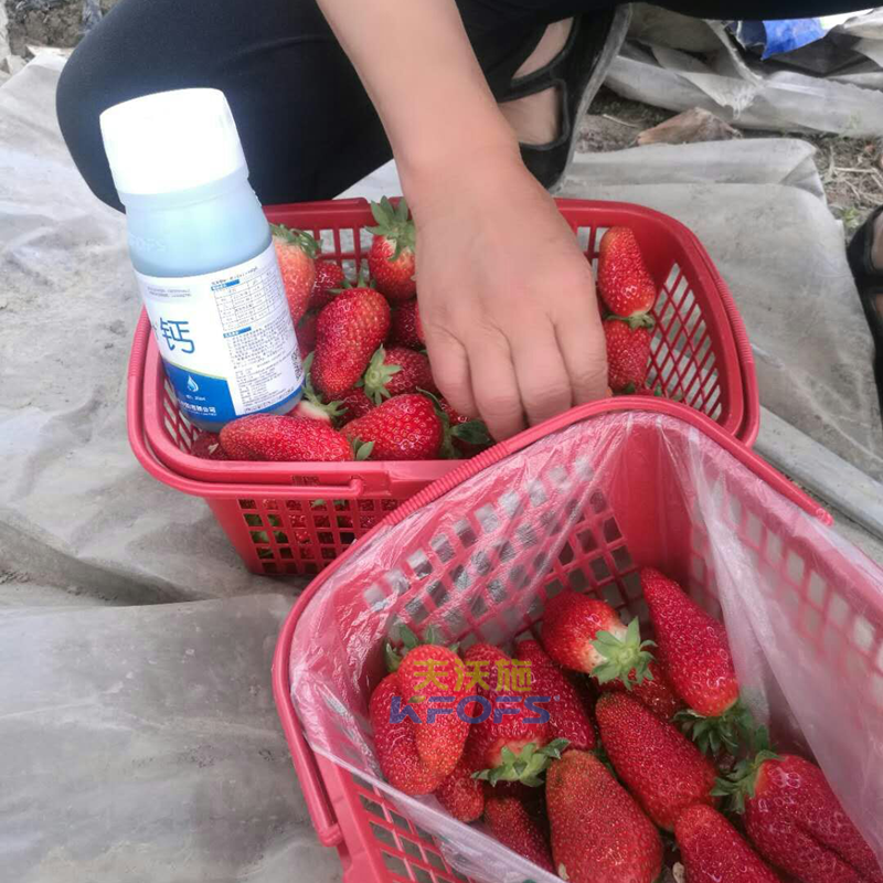 草莓果實膨大期施肥原則及方案！
