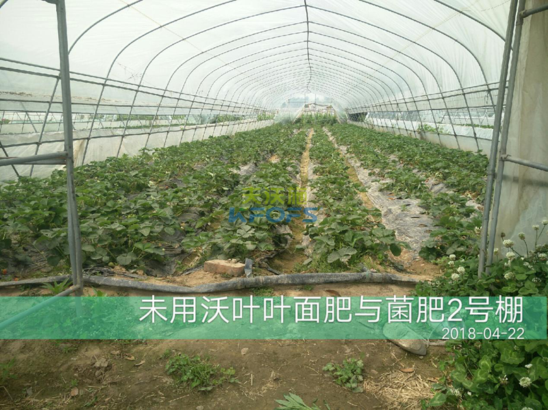草莓果實(shí)膨大期施肥原則及方案！1.png