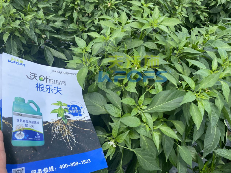 青椒種植用什么水溶肥？張大叔推薦沃葉