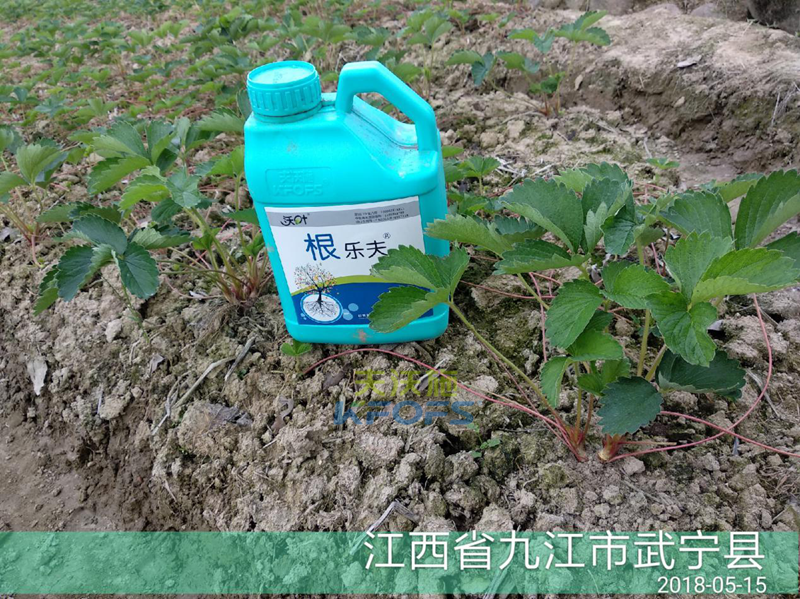 草莓如何施肥更高產(chǎn)？