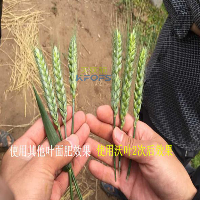小麥葉面肥噴施的注意事項(xiàng)？
