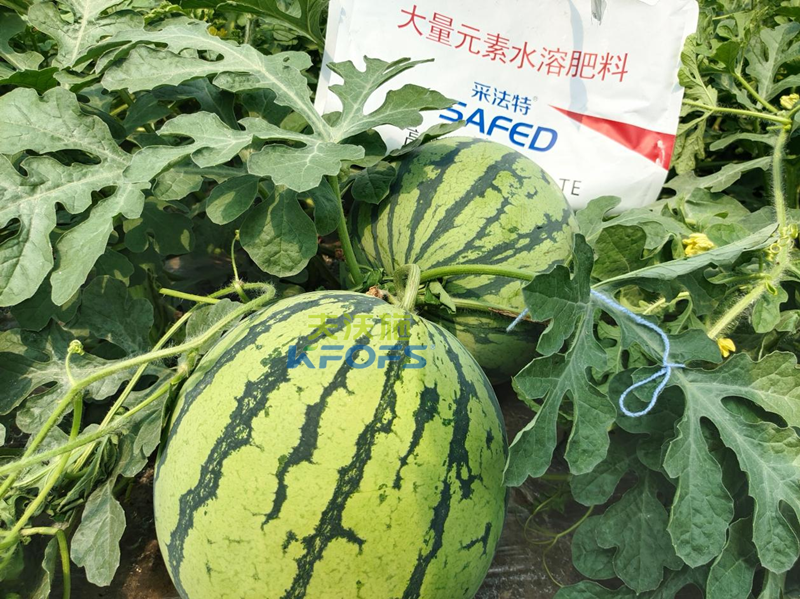 水溶肥怎么用？夫沃施告訴你！