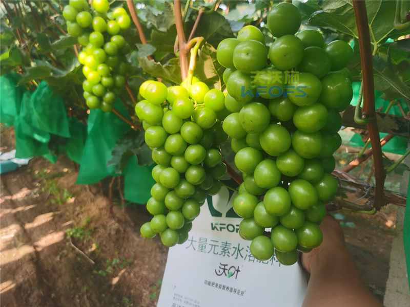 水溶肥和復(fù)合肥哪個效果更好-沃葉水溶肥葡萄1.png