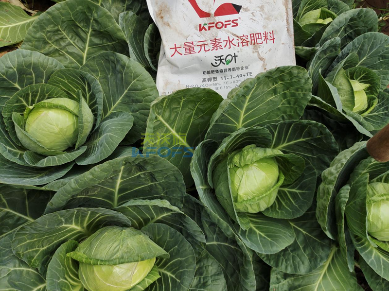 什么是水溶肥？夫沃施為您解答！