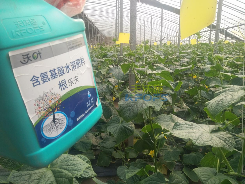 生根劑黃瓜落秧用有什么好處？