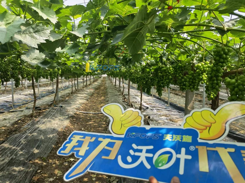 水溶肥在選擇之前，要注意哪幾點(diǎn)？