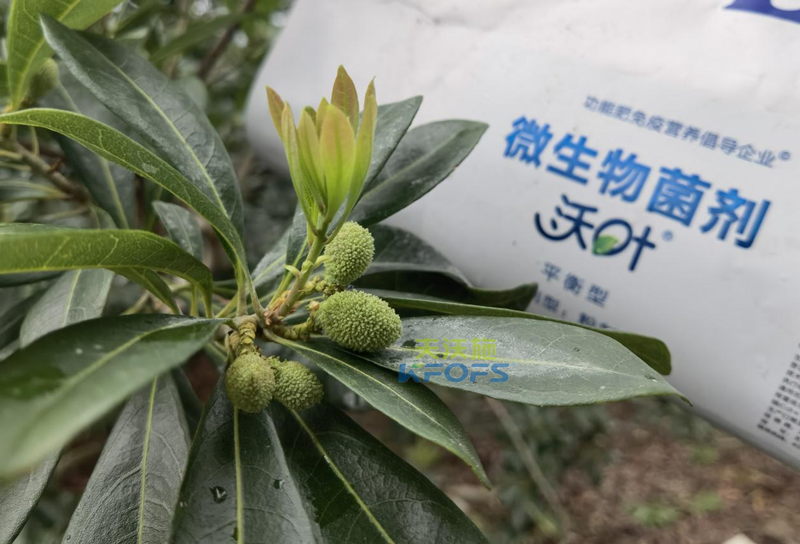 楊梅用什么水溶肥效果好？周大哥推薦沃葉