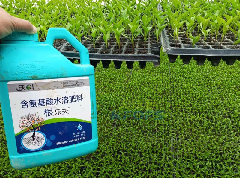 辣椒用什么肥料？減少落果