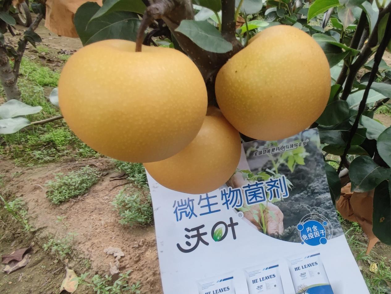 果樹施肥用什么水溶肥好？