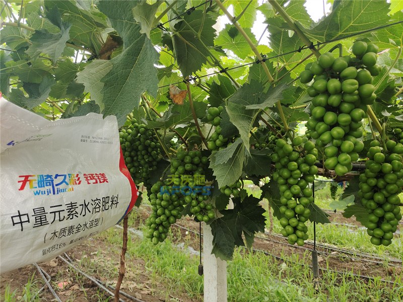 中微量元素水溶肥無(wú)畸久彩，助提商品率！