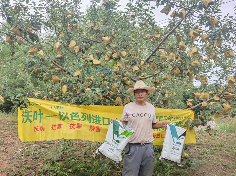 蘋果用什么水溶肥好，馮大哥推薦沃葉