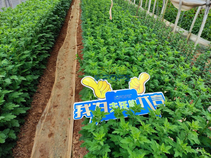 菊花上用水溶肥效果怎么樣？