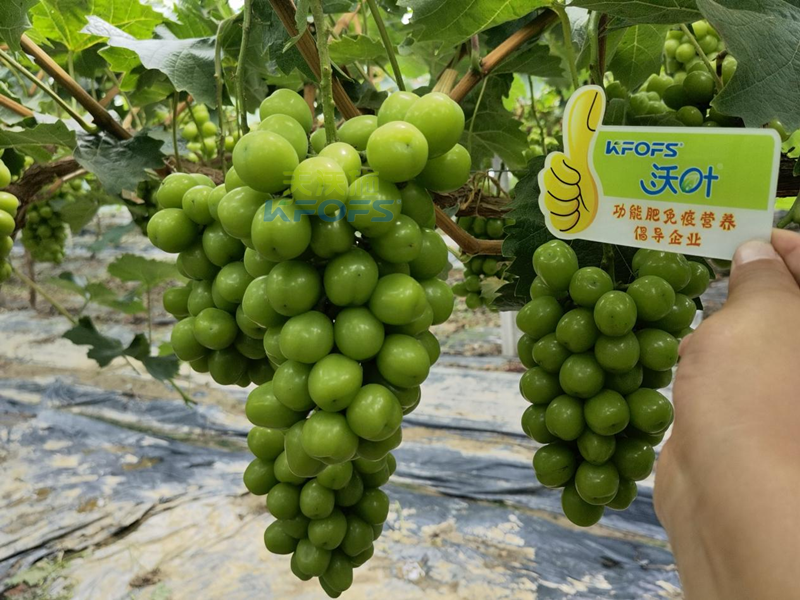 水溶肥，果樹種植戶認(rèn)準(zhǔn)夫沃施