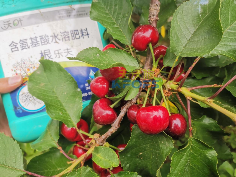 水溶肥哪家好？為何他們選沃葉？