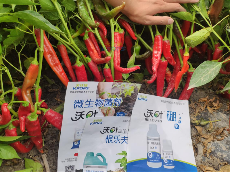 水溶肥怎么用效果好？