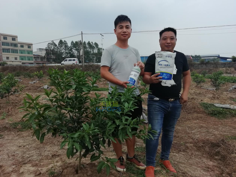 柑橘小樹苗用什么肥好？各節(jié)點用肥技術