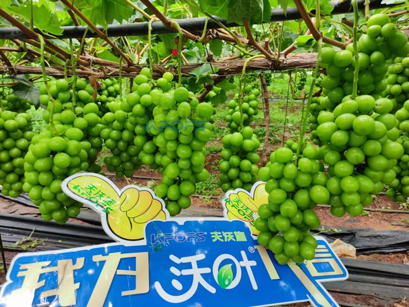 陽光玫瑰葡萄用什么肥料好？